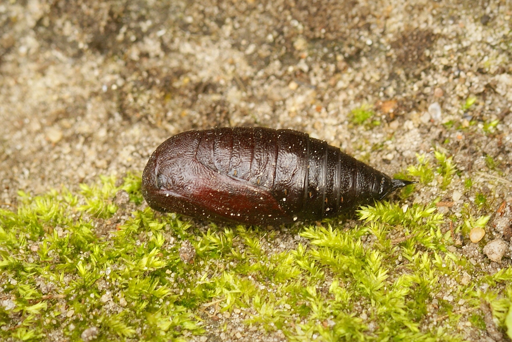 DSC08931Vroege spanner Biston Strataria 3 8 2016.JPG